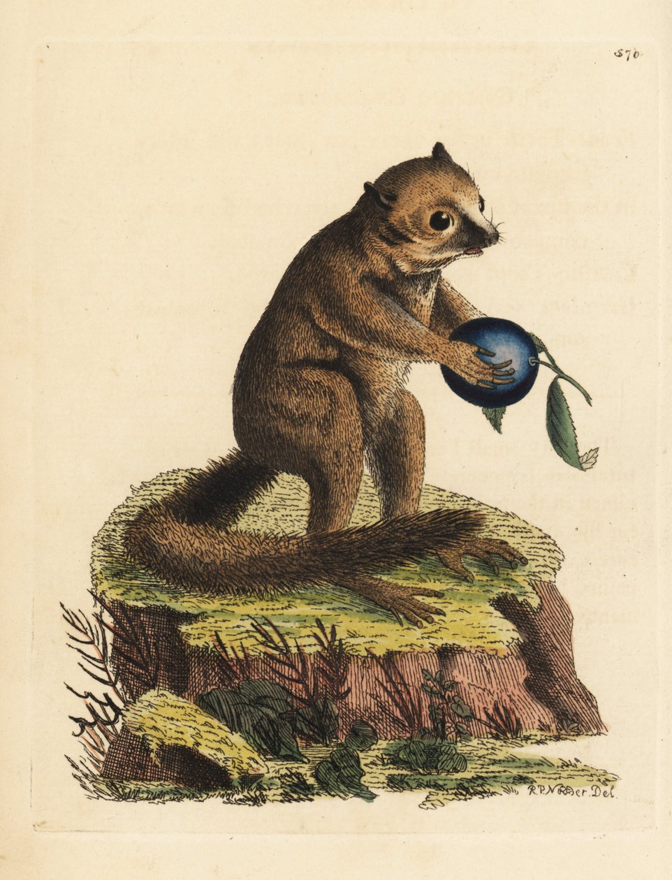 Tuntematon pensa- tai hiirilemurilaji (Minute lemur, Lemur minutus). Richard Polydore Nodderin piirtämä ja kaiverrettu kuvitus. Käsinväritetty kuparikaiverrus George Shaw