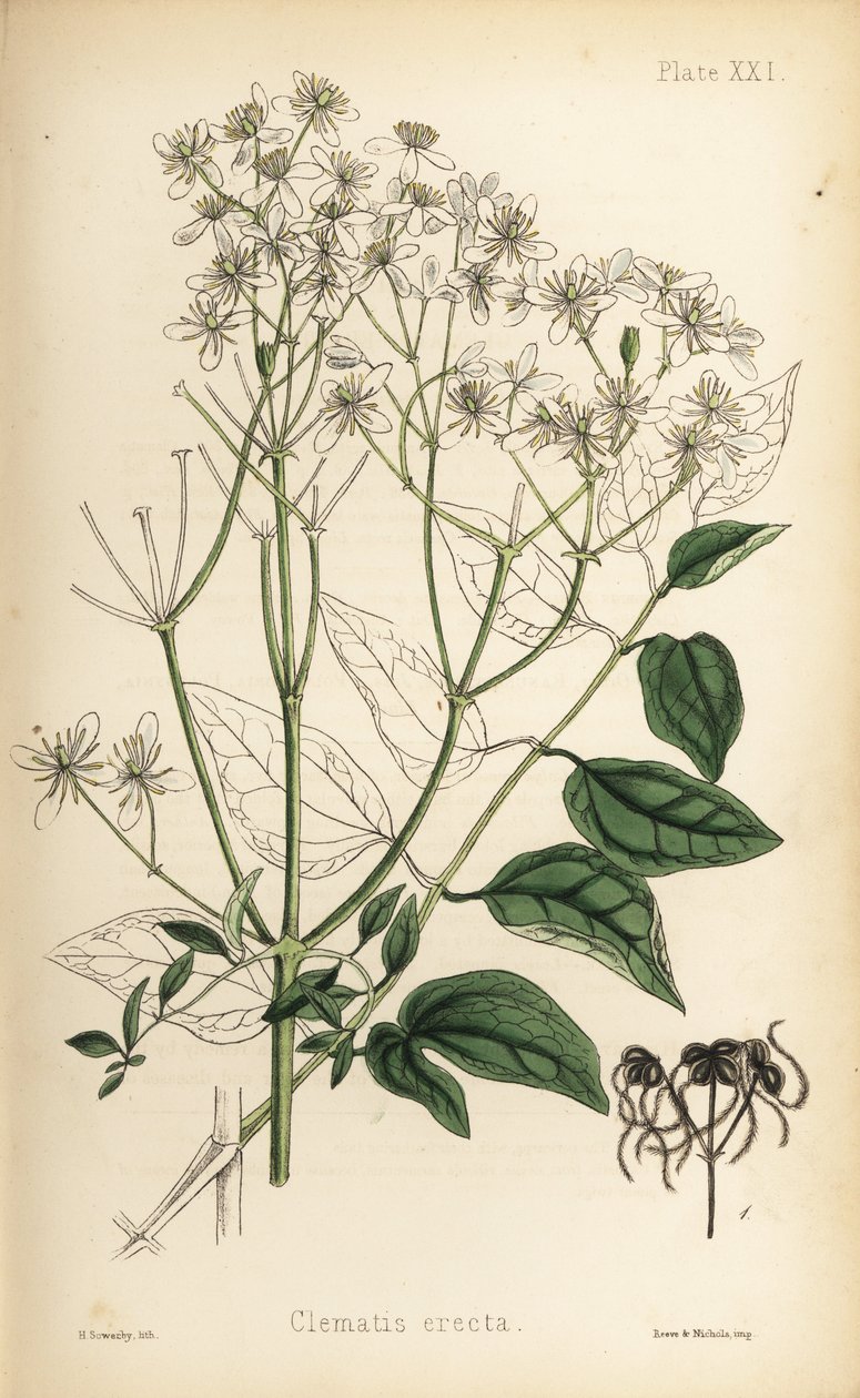 Pystyyn nouseva neitsytlinna, Clematis recta (Clematis erecta). Henry Sowerbyn käsin värjätty litografia Edward Hamiltonin teoksesta Flora Homeopathica, Bailliere, Lontoo. tekijältä Unbekannter Künstler