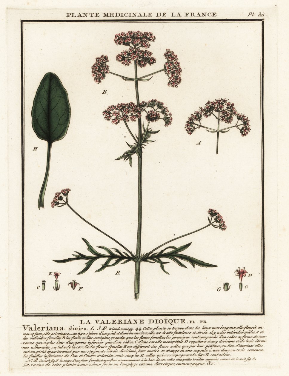 Valerian, Valeriana dioica. tekijältä Unbekannter Künstler