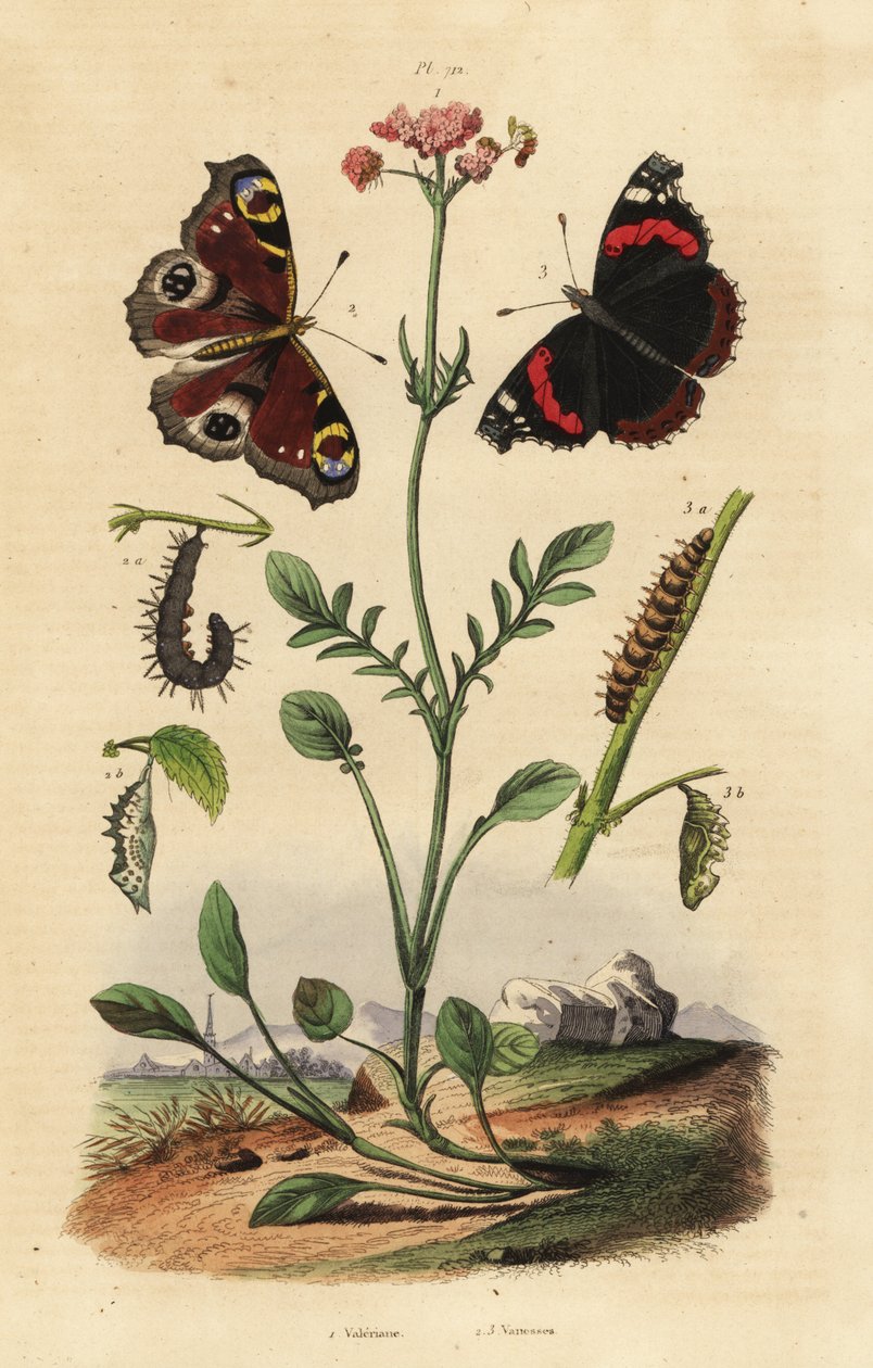 Valerian, Valeriana officinalis 1, riikinkukkoperhonen, Aglais io 2, punainen amiraali, Vanessa atalanta 3 tekijältä Unbekannt