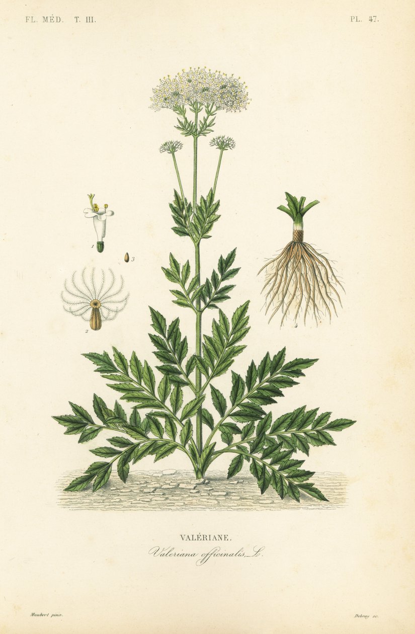 Valerian, Valeriana officinalis, Valeriane tekijältä Unbekannt