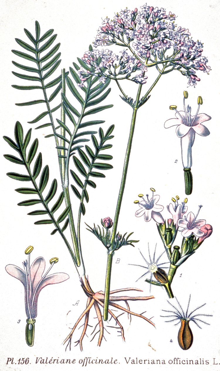 Valerian officinale, noin 1880-1900 (kaiverrus). tekijältä Unbekannter Künstler