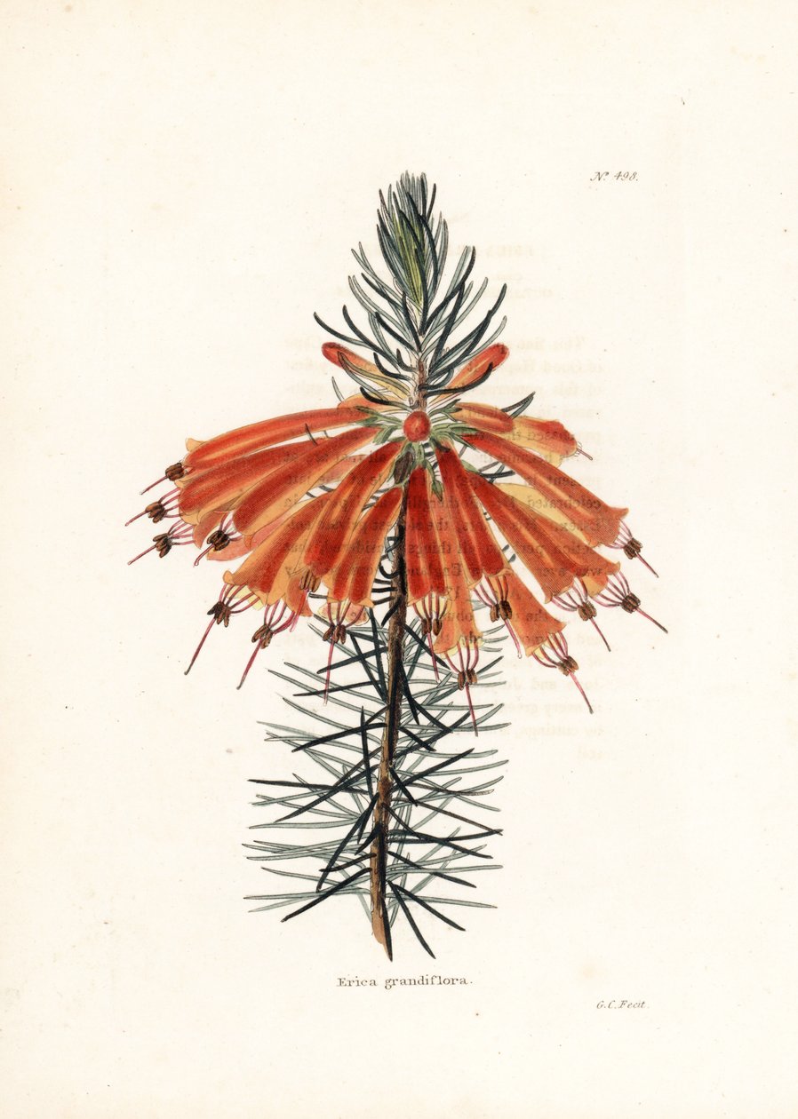Variete de bruyere - George Cooken litografia Conrad Loddiges Botanical Cabinet -lehteä varten (1738-1826). tekijältä Unbekannter Künstler