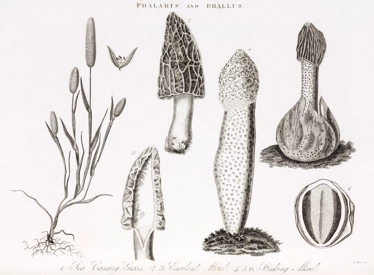 Lajike ruohoa ja vesiphallus des champignons morillea tekijältä Unbekannt