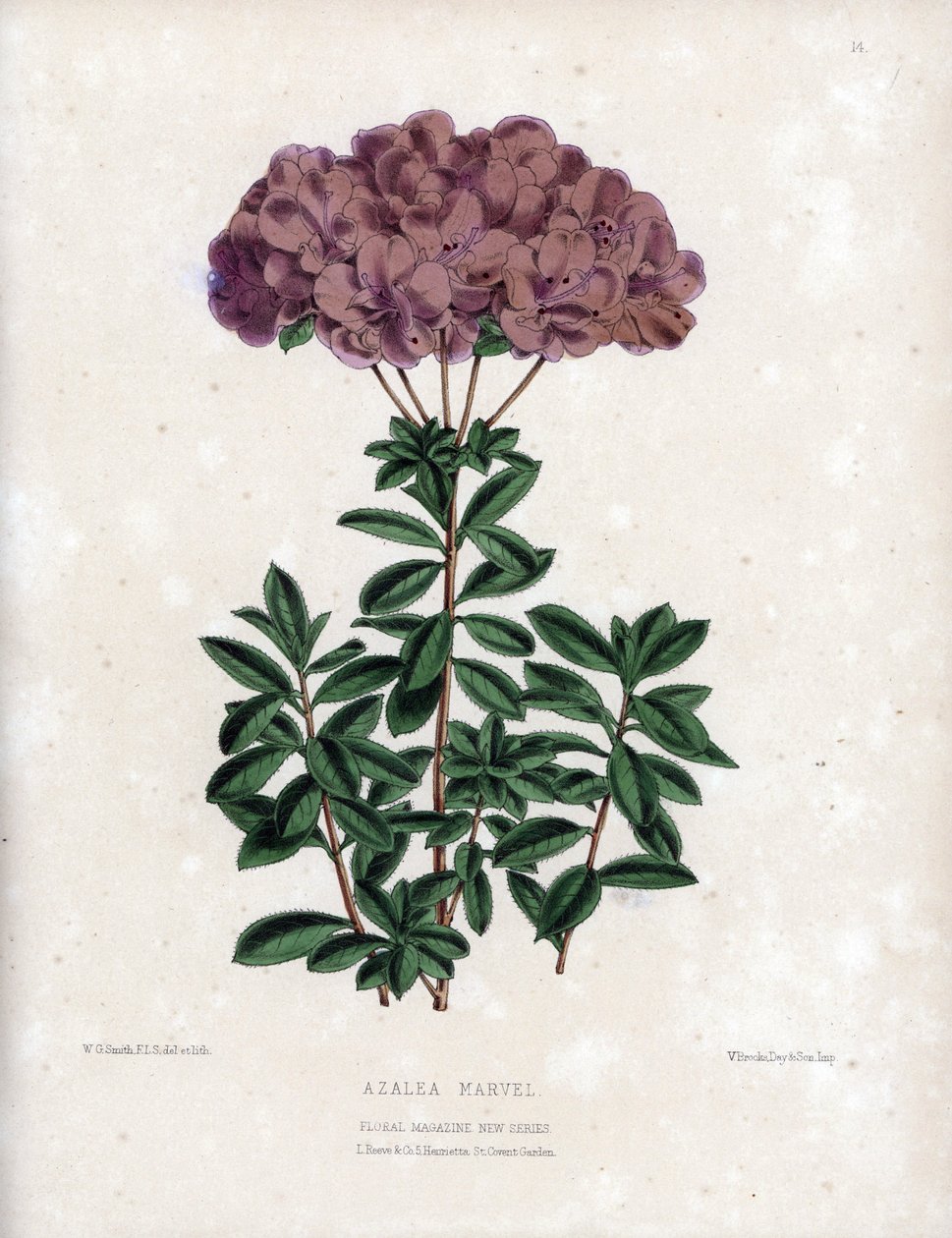 Azalee marvel -lajikkeen muunnos, jolla on pienet puolikerrannaiset kukat, jotka ovat tyypiltään Amcena, väriltään vaalean purppuranpunaiset. Worthington G. Smithin (1835-1917) litografia, julkaistu Floral Magazine -lehdessä. tekijältä Unbekannter Künstler