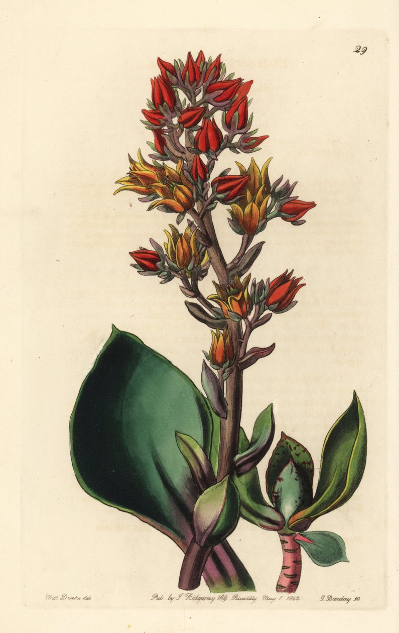 Echeverian muunnos (Amerikan mehikasvi) - Terävälehtinen Echeveria, Echeveria acutifolia. George Barclayn käsin värjätty kuparipiirros Miss Sarah Draken kuvituksen mukaan, joka on peräisin John Lindleyn toimittamasta Edwards