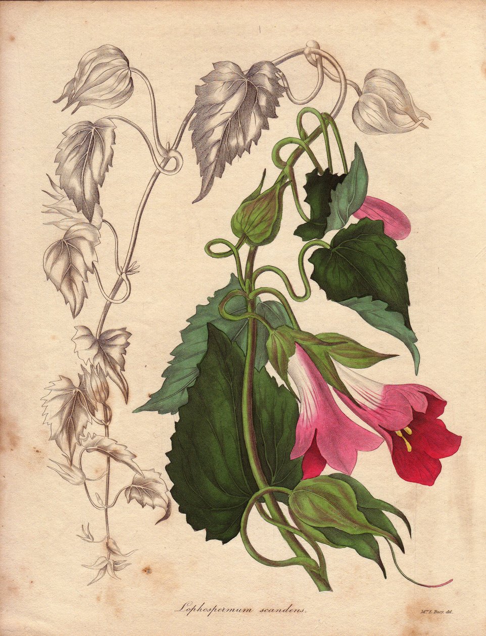 Lophospermum-muunnos (L.Scandens), kiipeilykasvi, jolla on vaaleanpunaisia ja violetteja kukkia. Batesin löytämä laji, joka on hyvin yleinen Meksikon pensaissa. Tämä kasvi on kasvanut Charles Tayleuren kokoelmassa, ja se oli läsnä Livin kasvitieteellisessä tekijältä Unbekannter Künstler