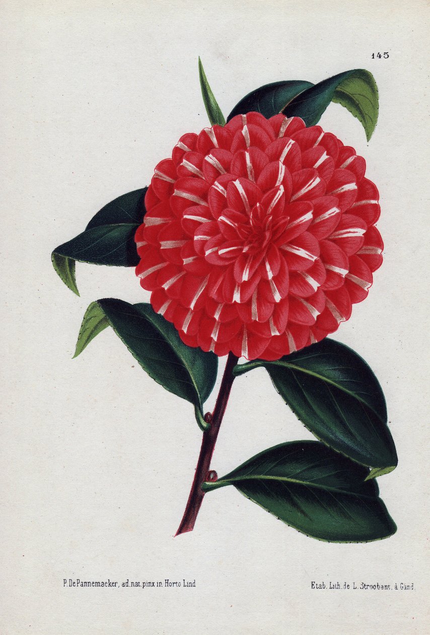 Caprioli-niminen hybridikamelioiden muunnos, jonka punaiset kukat on raidoitettu valkoisella (Camellia japonica, Thea japonica). Kuvitus: P.de Pannemaeker, litografia: L.Stroobant, Gent (Belgia), julkaistu L