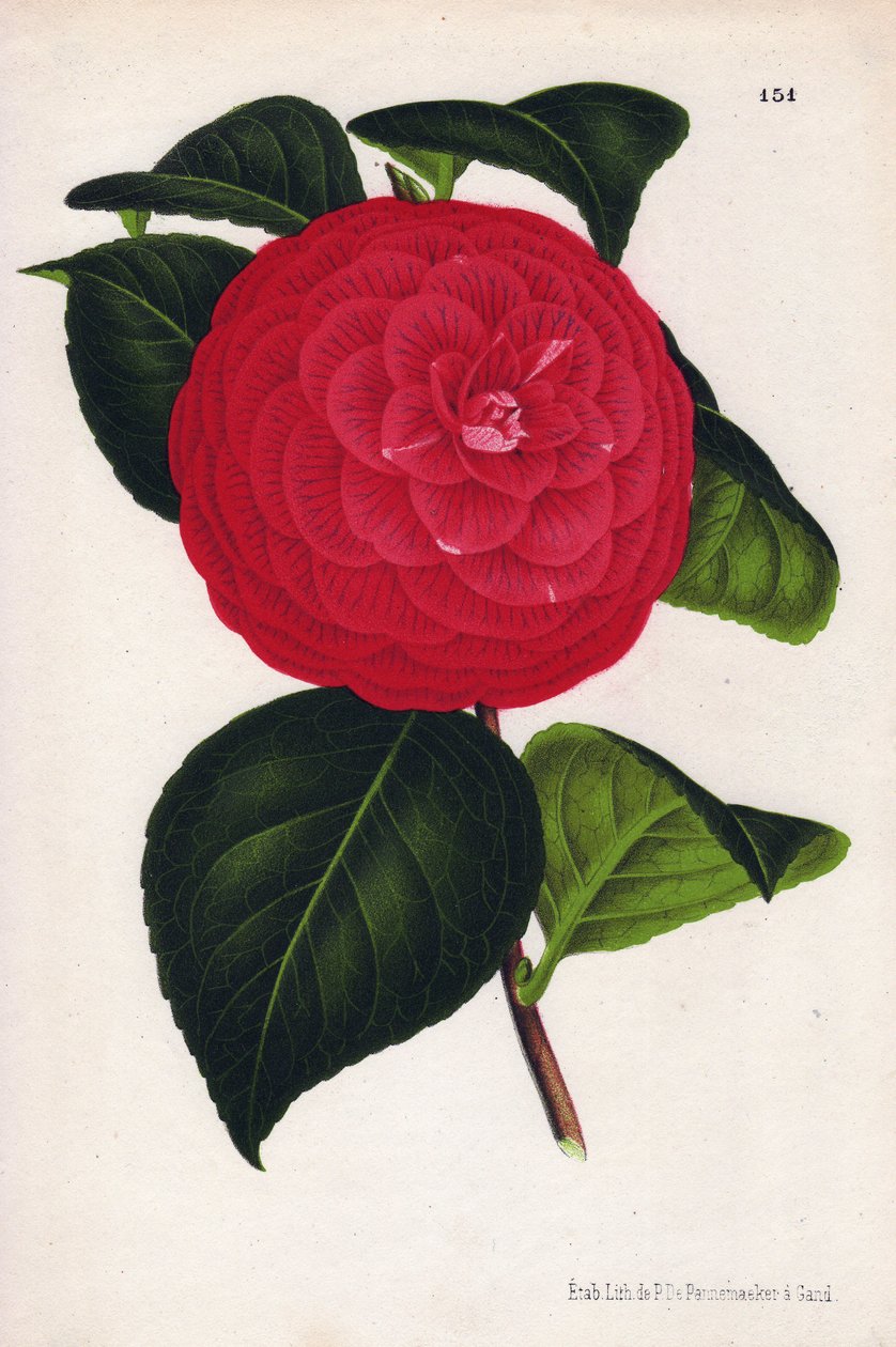 Hybridikamelioiden muunnos, nimeltään Marchesa Davia (Camellia japonica, Thea japonica), jonka punaiset kukat ovat suonikkaita ja karmiininpunaisia. P.de Pannemaekerin kromolitografia, julkaistu noin vuonna 1880 Gentissä (Belgia), Jean Lindenin julkaisemas tekijältä Unbekannter Künstler