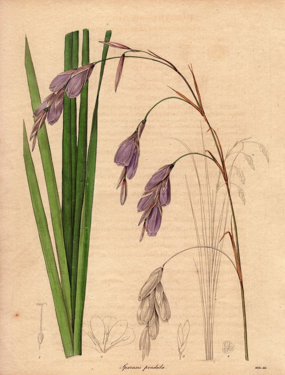 Irislajin (Sparaxis pendula) muunnos, jota kutsutaan Harlekiinikukaksi, on kotoisin Etelä-Afrikasta, ja sillä on lilanväriset roikkuvat kukat.R. Millsin (toiminut 1836-1842) kuvitus teoksessa The Botanist, joka ilmestyi Benjamin Maundin julkaisemassa viide tekijältä Unbekannter Künstler