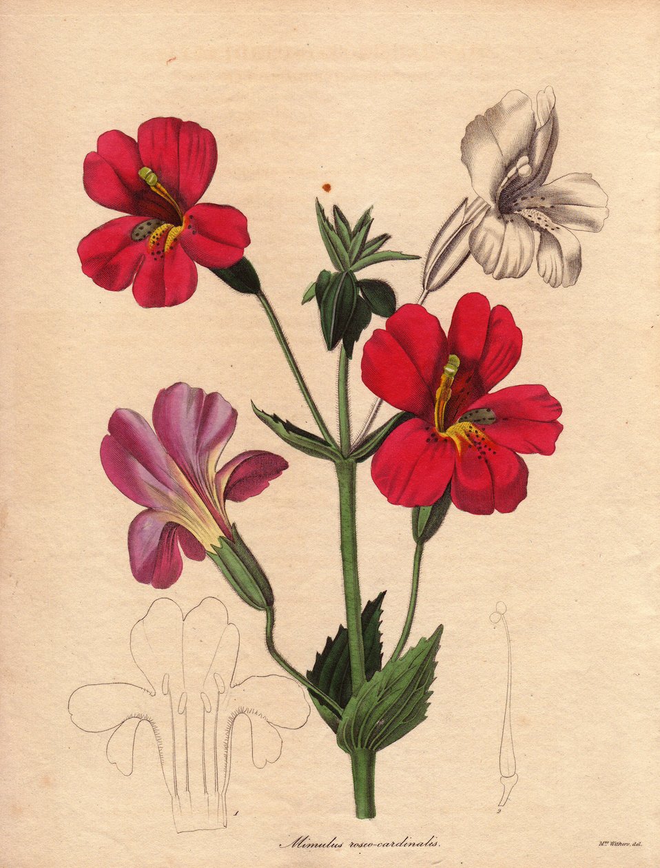 Mimulus-muunnos (Mimulus roseo cardinalis). Hodsonin hybridimuunnos, jota kutsutaan apinan- tai myskikukaksi. Augusta Innes Withersin (1793-1877) kuvitus, Benjamin Maundin julkaisemassa The Botanist -sarjassa, joka ilmestyi vuosina 1836-1842. Tämä w tekijältä Unbekannter Künstler