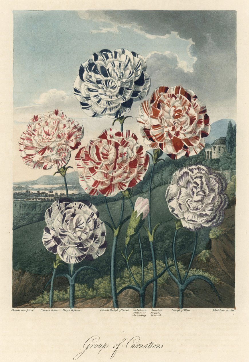 Lajikkeet Common Carnations (tai Florist Carnations tai Clove Carnations) Vahvaa vettä, poimittu The Temple of Flora, Dr. Robert Thornton (1768-1837) tekijältä Unbekannter Künstler