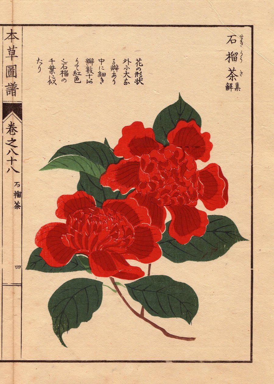 Japanilaisten kamelioiden (Thea japonica Nois) lajikkeet: Sekirousa, jonka kukat ovat korvalehtipintaiset. Eau forte en couleurs, Kanen Iwasakin (1786-1842) kasvitieteilijän, hyönteistieteilijän ja japanilaisen eläintieteilijän tekemä puupiirros, joka julk tekijältä Unbekannter Künstler