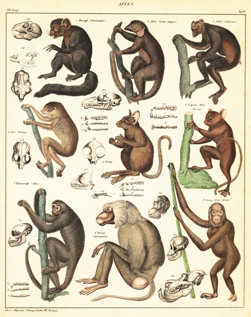 Apinoiden lajikkeet. ,1841 (litografia) tekijältä Unbekannter Künstler