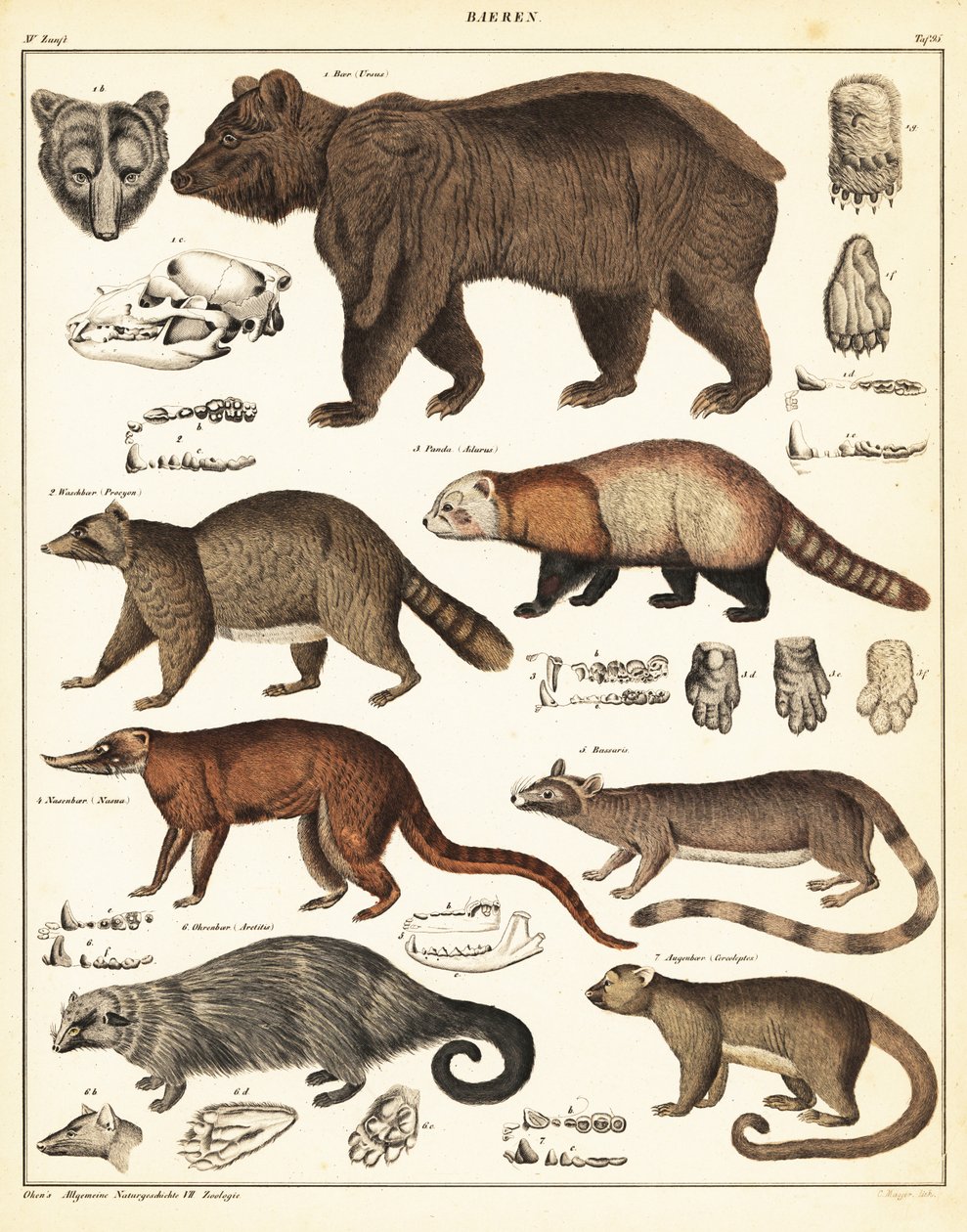 Karhulajikkeet., 1841 (litografia) tekijältä Unbekannter Künstler