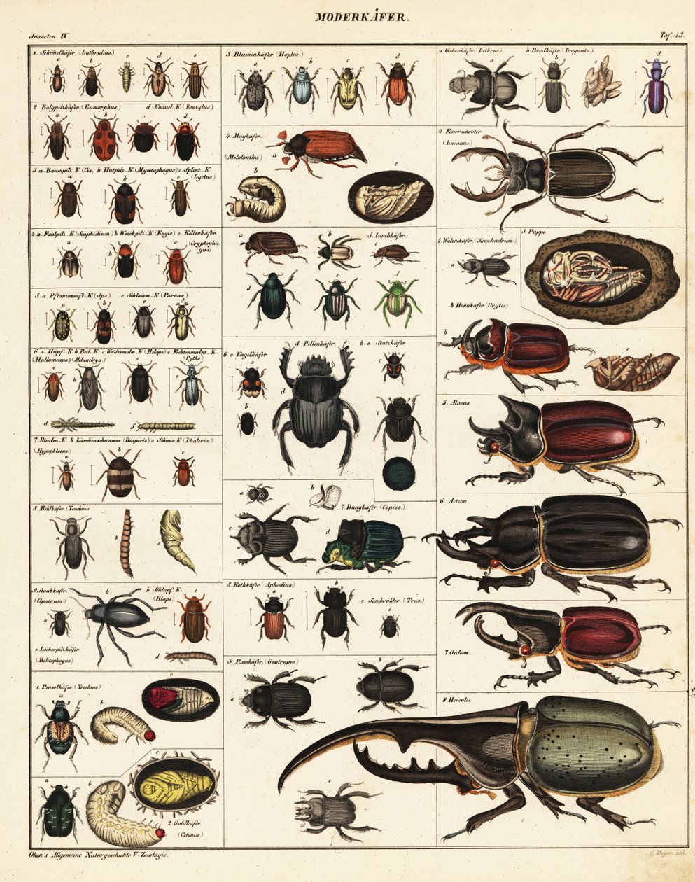 Kuoriaisten lajikkeet., 1841 (litografia) tekijältä Unbekannter Künstler