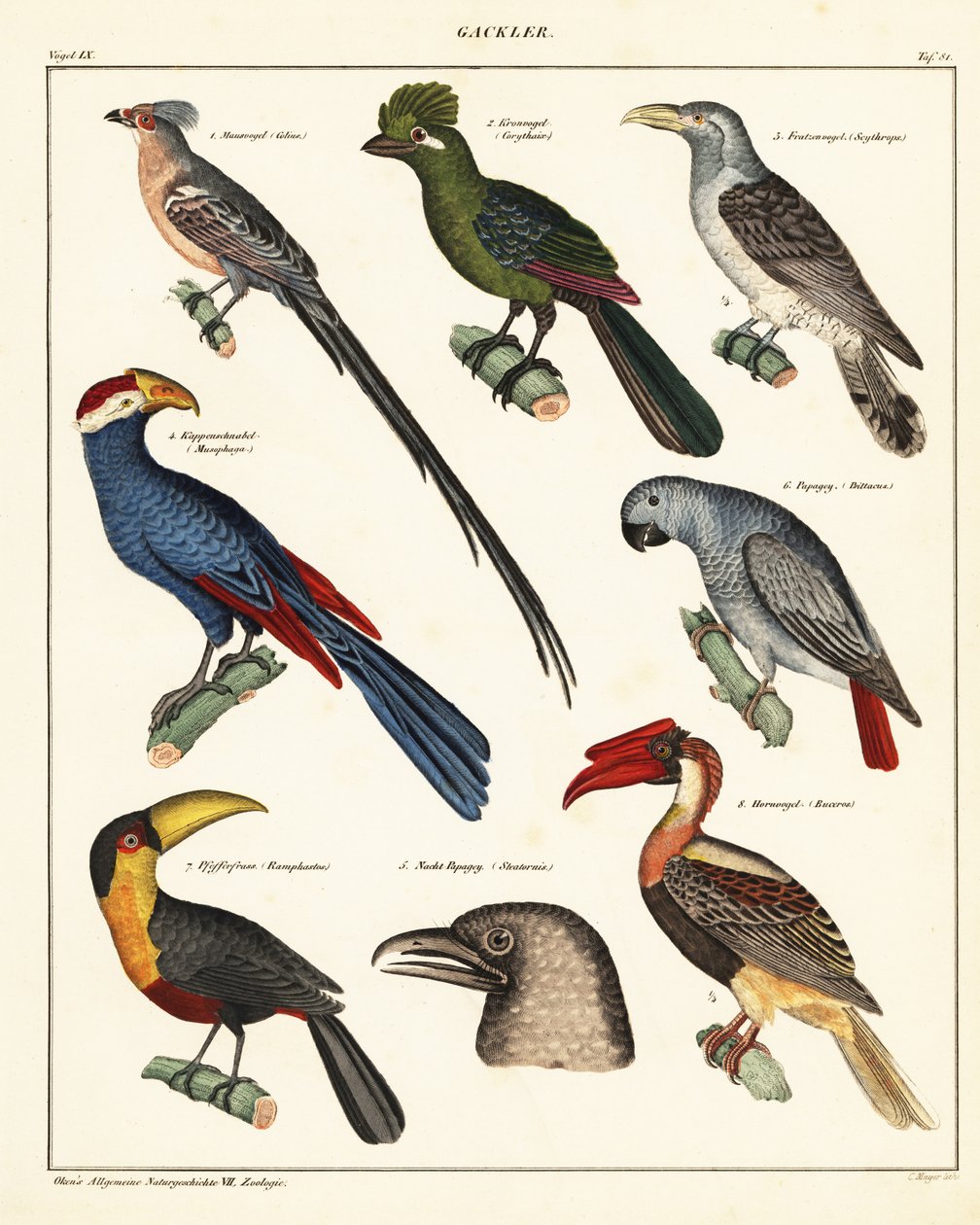 Lintulajikkeet., 1841 (litografia) tekijältä Unbekannter Künstler