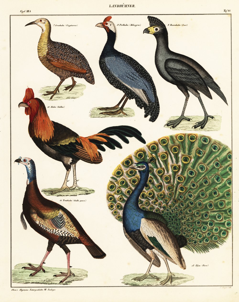 Lintujen lajikkeet. ,1841 (litografia) tekijältä Unbekannter Künstler