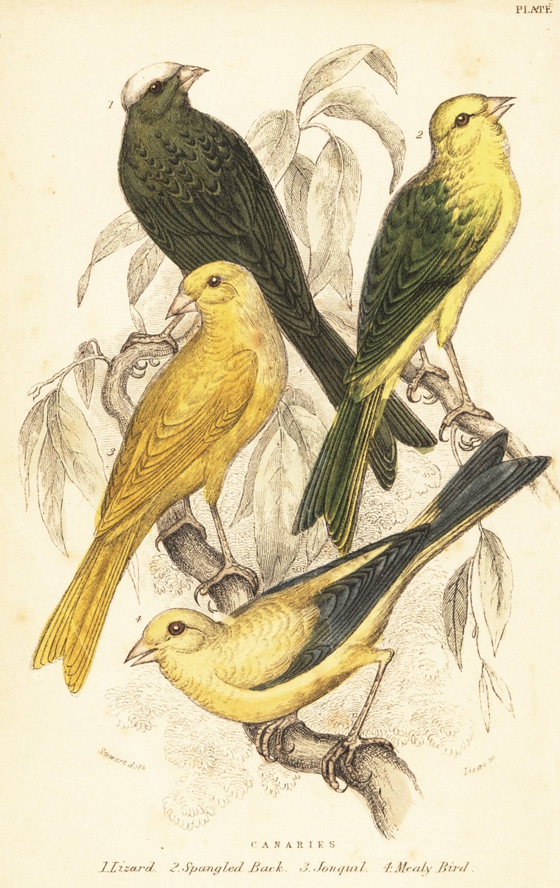 Kanarian lajikkeet, Serinus canaria domestica.1889 (kaiverrus) tekijältä Unbekannter Künstler