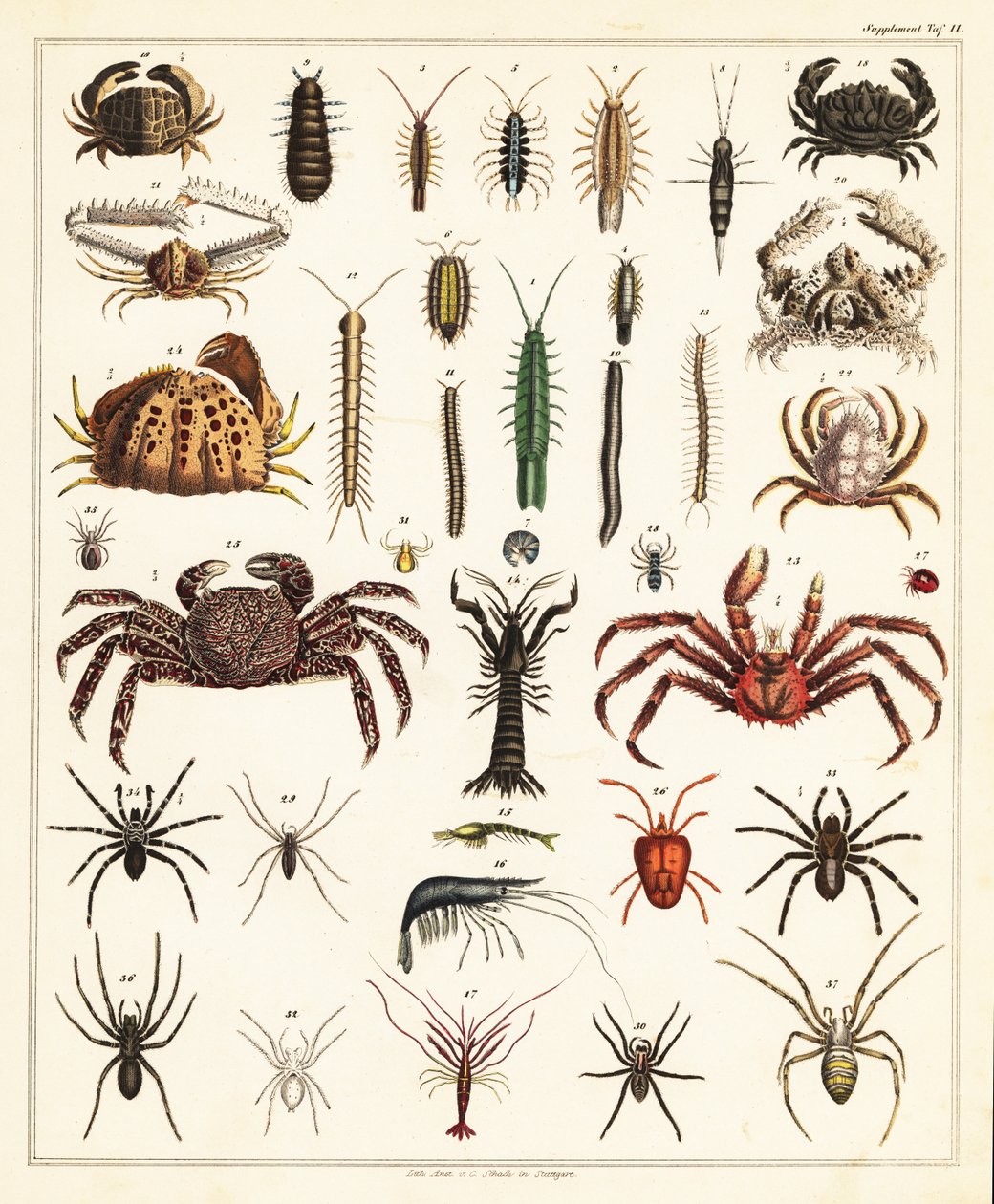 Rapujen ja hämähäkkien lajikkeet., 1841 (litografia) tekijältä Unbekannter Künstler
