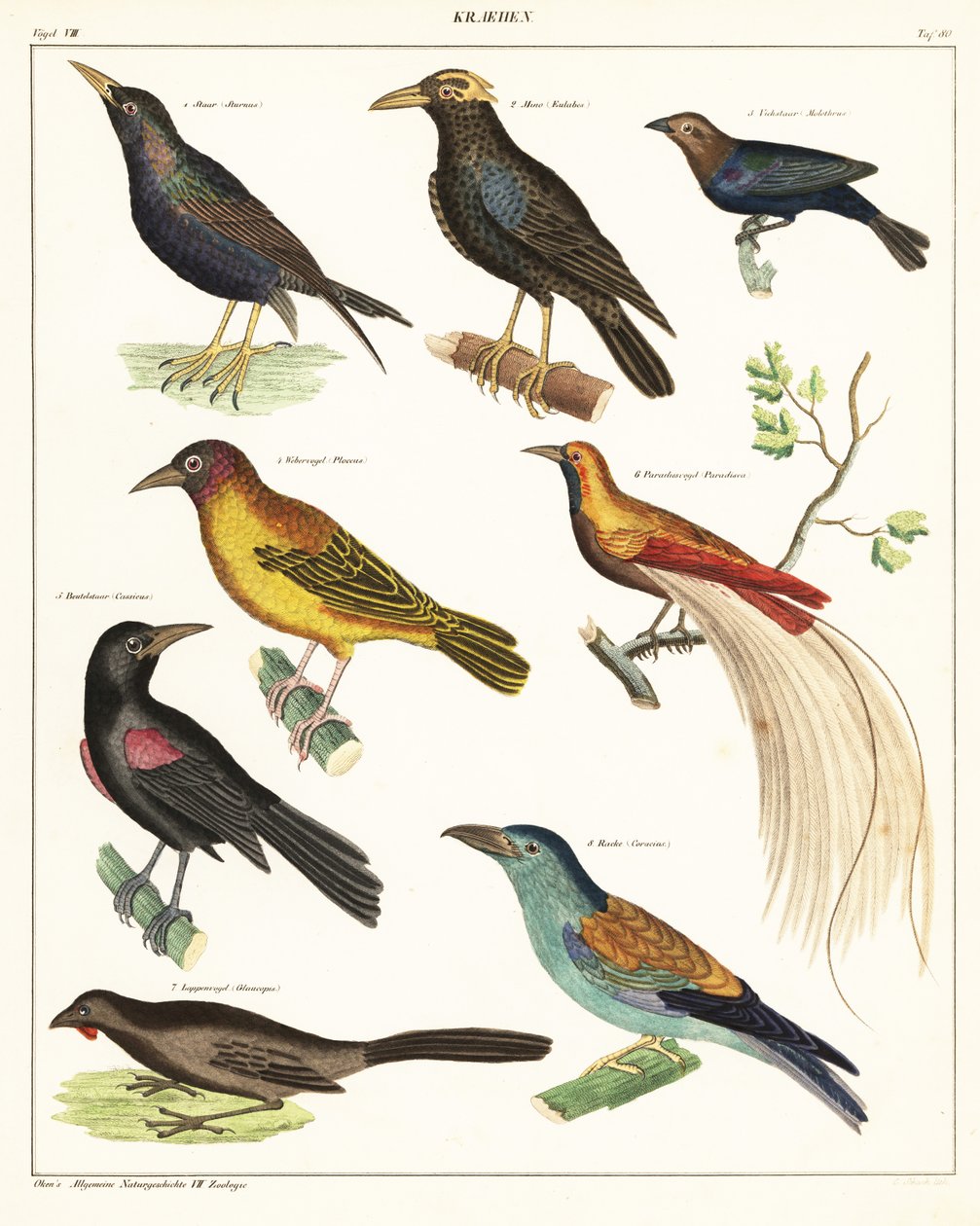 Eksoottisten lintujen lajikkeet. ,1841 (litografia) tekijältä Unbekannter Künstler