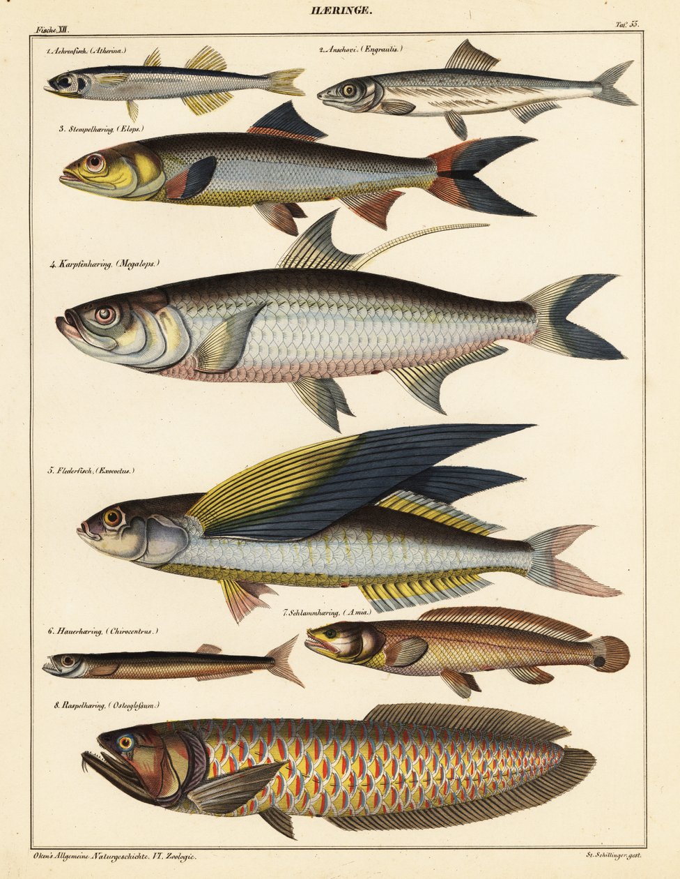 Kalalajikkeet., 1841 (litografia) tekijältä Unbekannter Künstler
