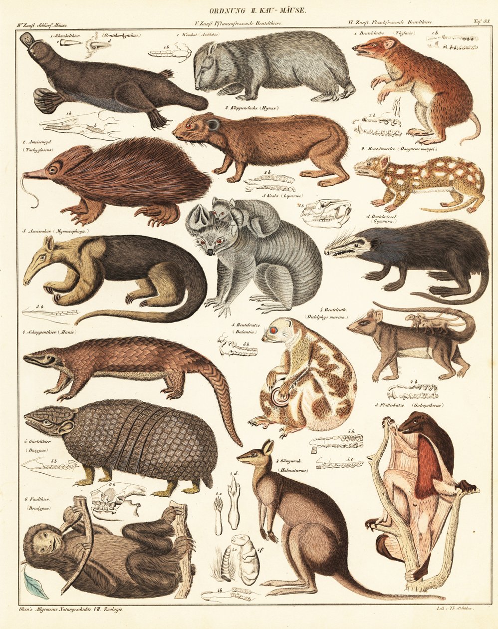 Pussieläinten lajikkeet. ,1841 (litografia) tekijältä Unbekannter Künstler