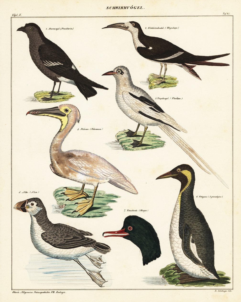 Merilintujen lajikkeet. ,1841 (litografia) tekijältä Unbekannter Künstler