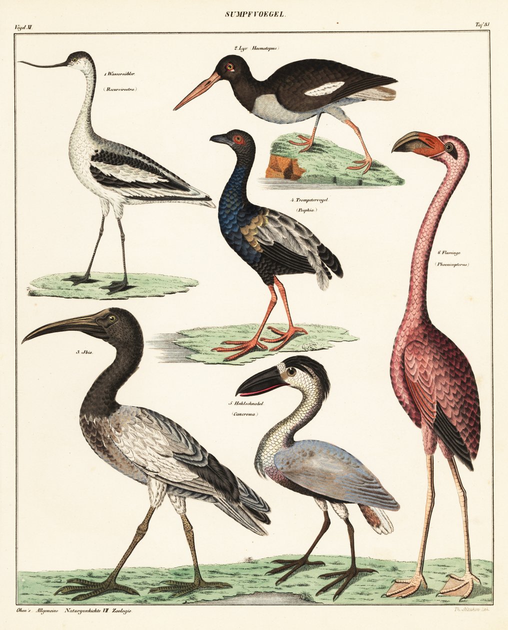 Kahluulintujen lajikkeet. ,1841 (litografia) tekijältä Unbekannter Künstler