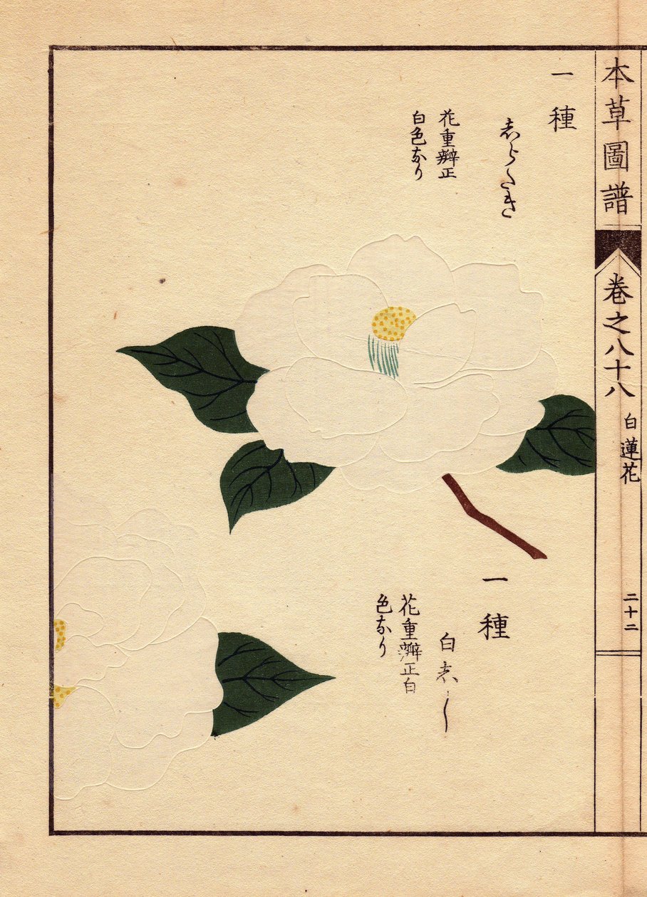 Japanista peräisin oleva kamelialajike (Thea japonica Nois): Shirataki ja Shiroshishi, joilla on valkoiset kukat. Eau forte en couleurs, Kanen Iwasakin (1786-1842) kasvitieteilijän, hyönteistieteilijän ja japanilaisen eläintieteilijän tekemä puupiirros, jo tekijältä Unbekannter Künstler
