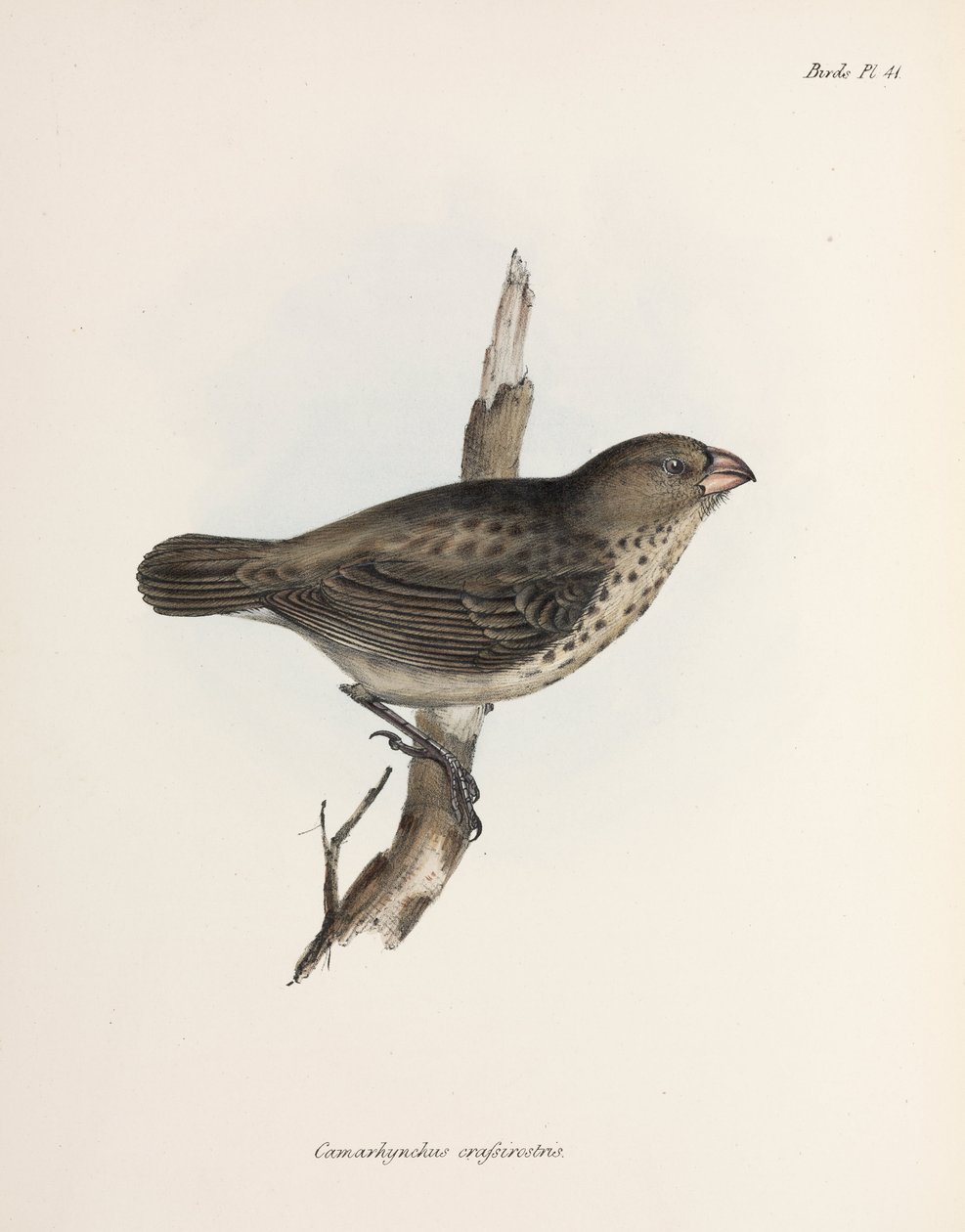 Kasvissyöjä Finch, Galapagossaaret, n. 1832-1836 tekijältä Unbekannt
