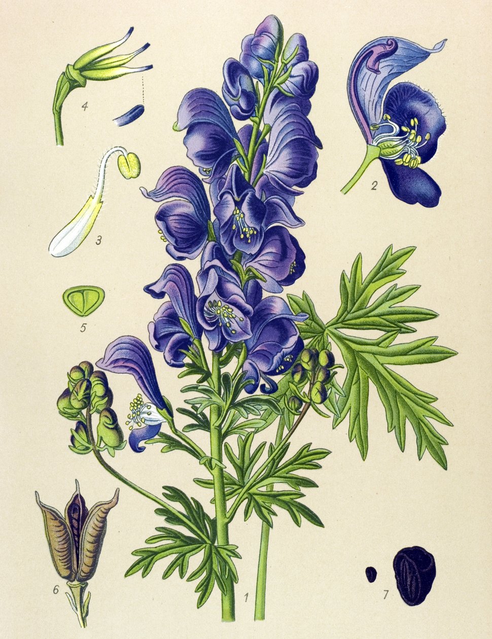 Myrkyllinen (myrkyllinen) ja lääkekasvi: Aconit napel (Aconitum napellus) tekijältä Unbekannter Künstler