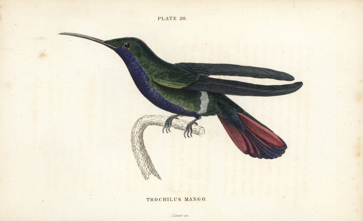 Veraguan mango, Anthracothorax veraguensis (Mangokolibri, Trochilus mango). William Lizarsin käsin väritetty teräskaiverrus Sir William Jardinen Naturalist