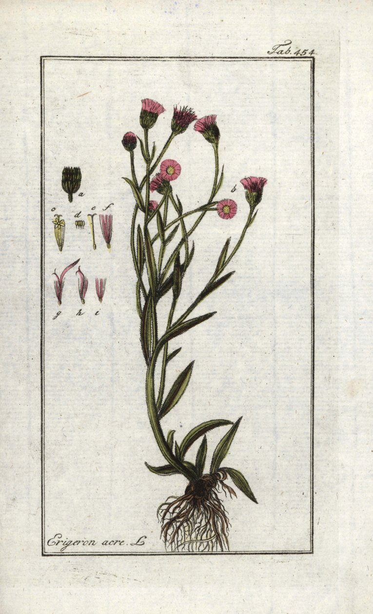 Vergerette acre (Erigeron acris). Litografia Johannes Zornin (1739-1799) Alankomaiden Artseny-Gewassenin kuvasta "Picture of Artseny-Gewassen". tekijältä Unbekannter Künstler