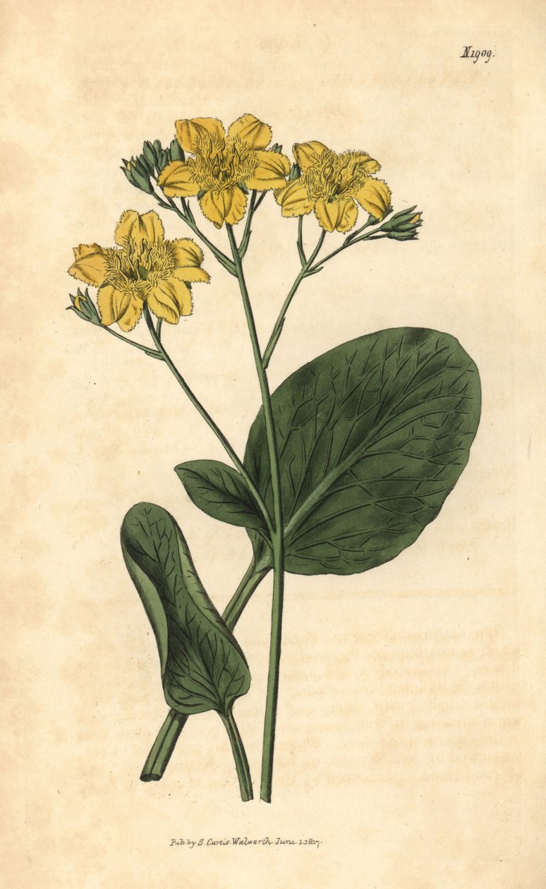 Villardie - Villarsia ovata (Oval-leaved cape buckbean, Menyanthes ovata). Käsinväritetty kasvitieteellinen kaiverrus John Simsin Curtis