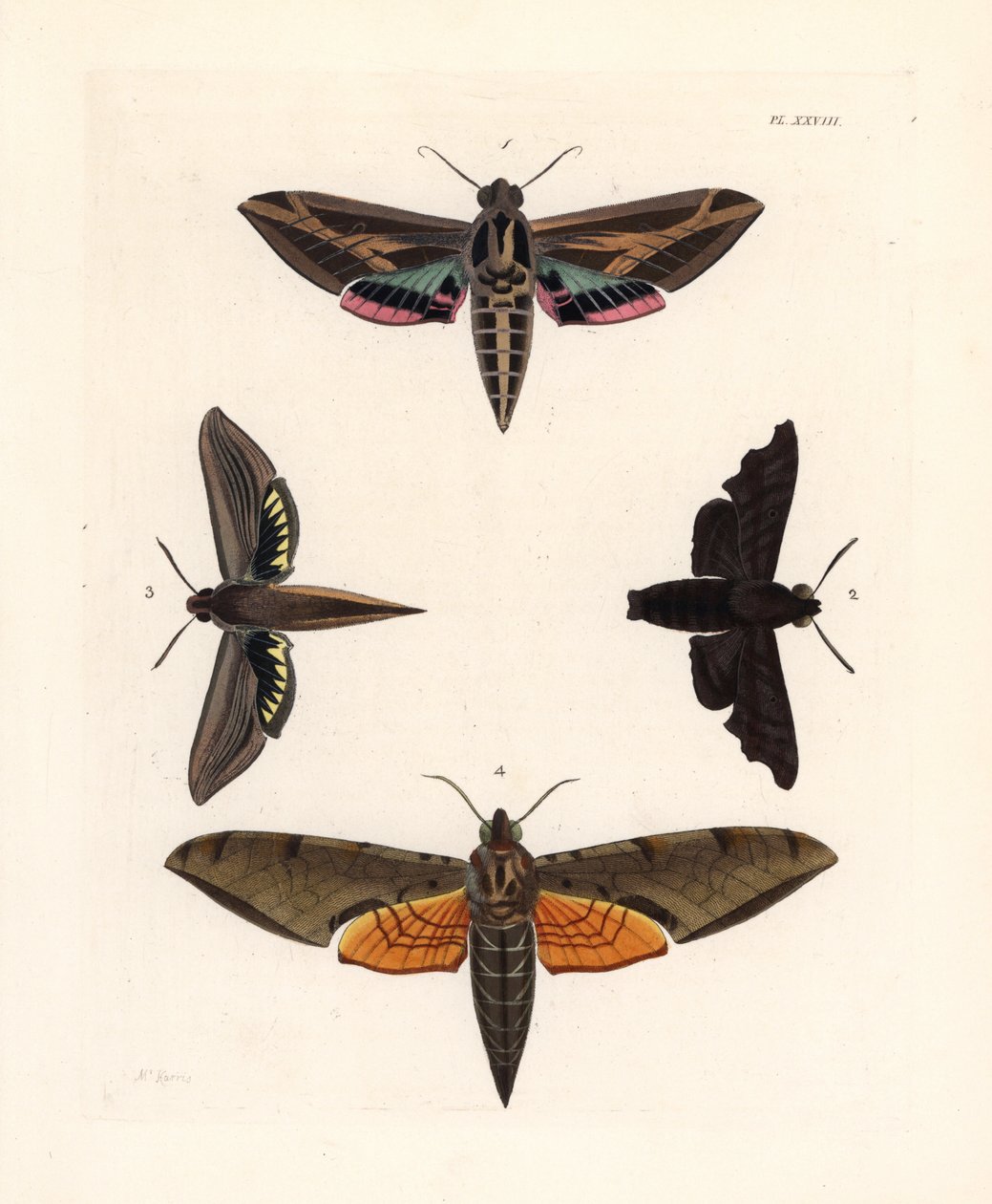 Vine sphinx moth, Eummorpha vitis 1, mournful sphinx, Enyo lugubris 2, tersa sphinx, Xylophanes tersa 3, ja raidallinen sphinx, Proambulyx strigilis 4. Käsinväritetty litografia John O. Westwoodin uudesta painoksesta Dru Druryn teoksesta "Illustrations of  tekijältä Unbekannter Künstler