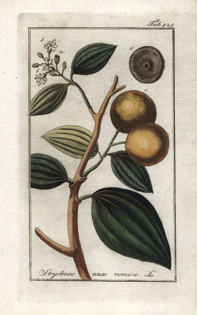 Vomiker (Strychnis nux-vomica). Litografia Johannes Zornin (1739-1799) teoksesta "Afbeelding der Artseny-Gewassen", Alankomaat. tekijältä Unbekannter Künstler