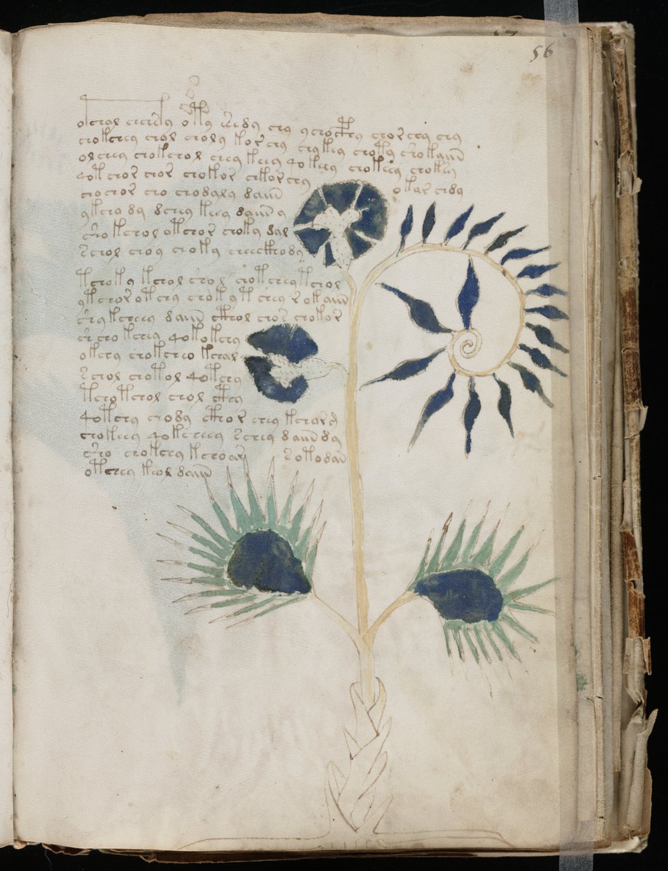 Voynich Käsikirjoitusfolio 56r, n. 1500 (muste pergamentille) tekijältä Unbekannt