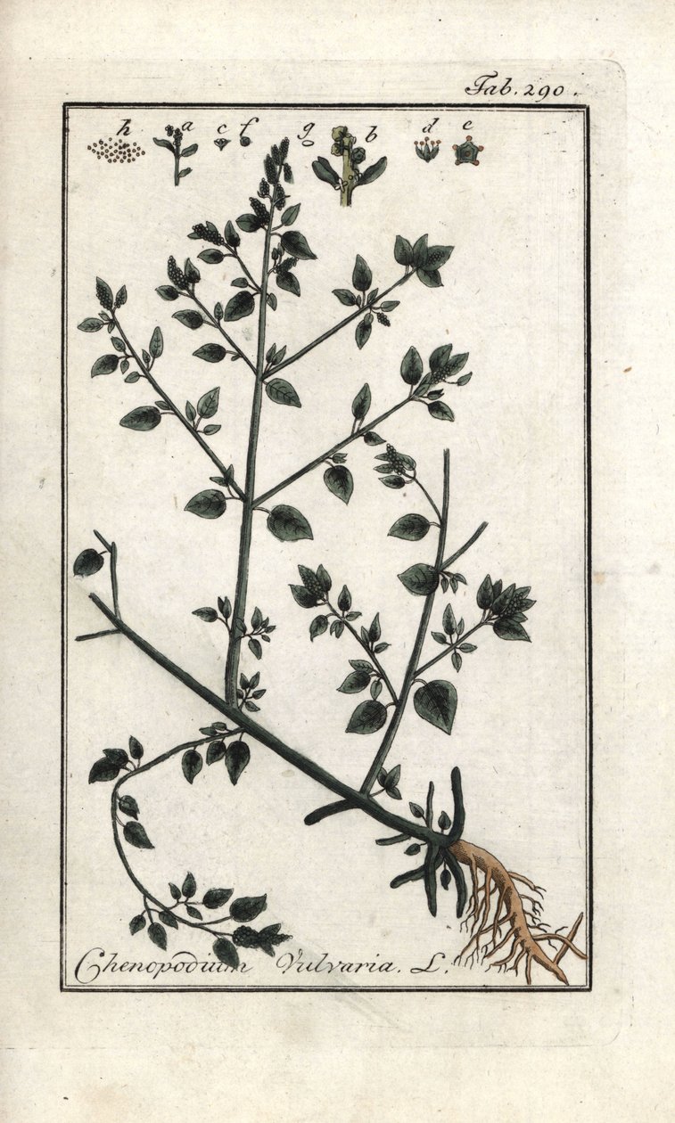Vulvari (Chenopodium vulvaria). Litografia Johannes Zornin (1739-1799) Alankomaiden Artseny-Gewassenin kuvasta "Picture of the Artseny-Gewassen". tekijältä Unbekannter Künstler