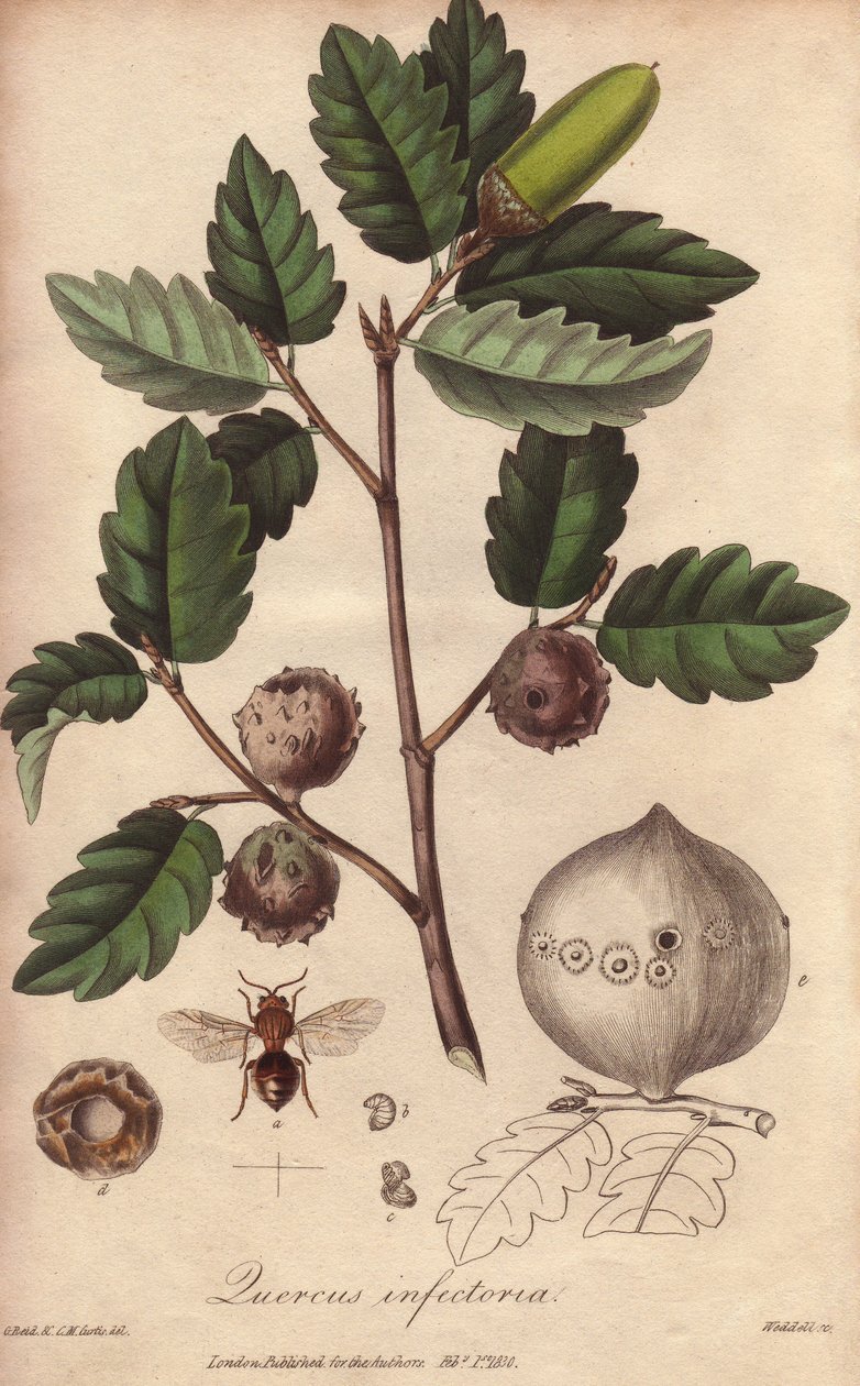Walesin tammi (Quercus infectoria) - William Clarken vahva vesi kuvittaa John Stephensonin ja James Morss Churchillin "Medical Botanical, Description of the Medicinal Plants of London, Edinburgh and Dublin", jonka John Churchill julkaisi Lontoossa vuonna 2 tekijältä Unbekannter Künstler