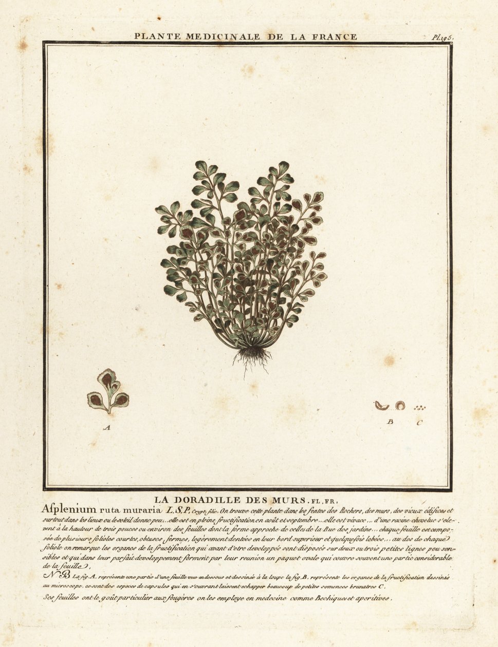 Wall-rue, Asplenium ruta-maria. tekijältä Unbekannter Künstler
