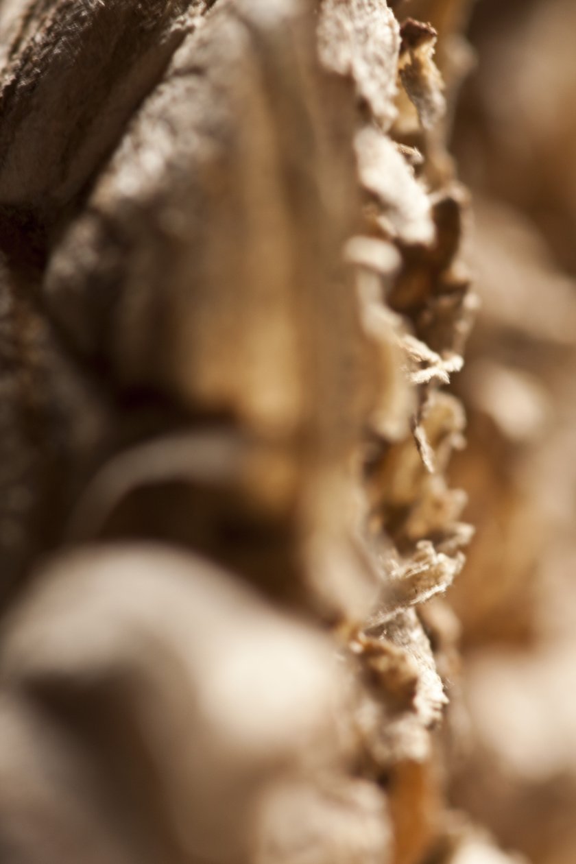 Wasp Nest (valokuva) tekijältä Unbekannter Künstler
