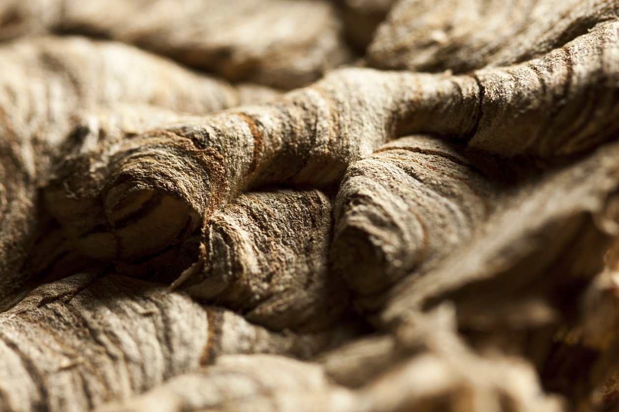 Wasp Nest II (valokuva) tekijältä Unbekannter Künstler