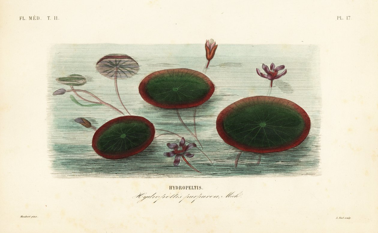 Vesikilpi, Brasenia schreberi, Hydropeltis purpurea, Hydropeltis tekijältä Unbekannt