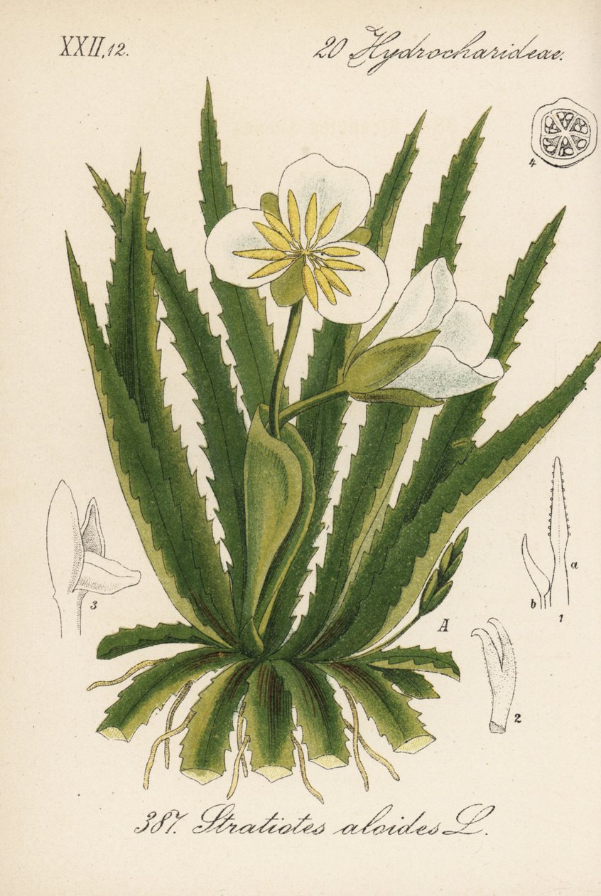Vesi-aloe - Vesisotilas, Stratiotes aloides. Käsin väritetty litografia Diederich von Schlechtendalin teoksesta Saksan kasvisto (Flora von Deutschland), Jena. tekijältä Unbekannter Künstler