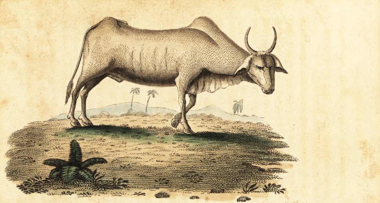 Vesipuhveli, Bubalus bubalus.,1800 (kaiverrus) tekijältä Unbekannter Künstler