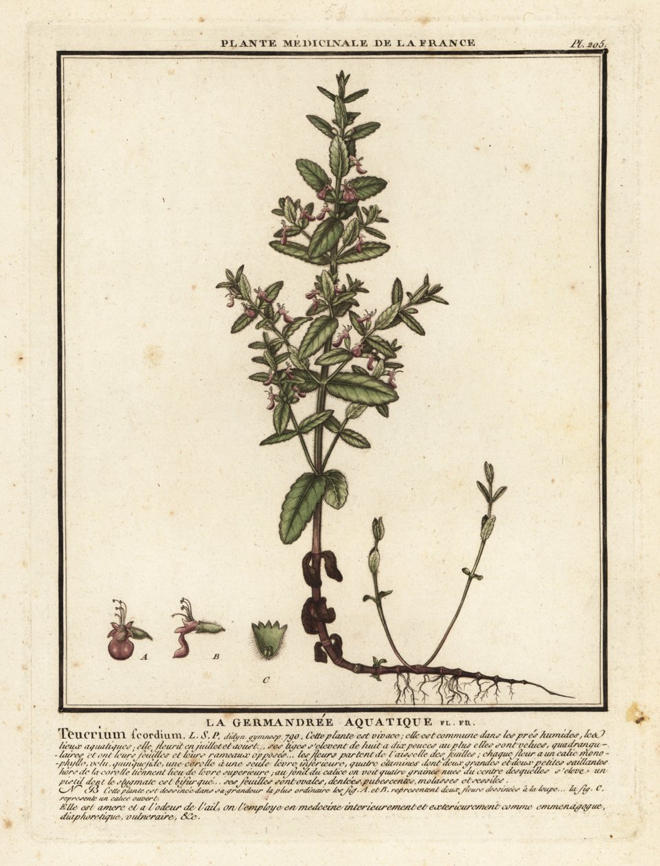 Vesigermander, Teucrium scordium. tekijältä Unbekannter Künstler