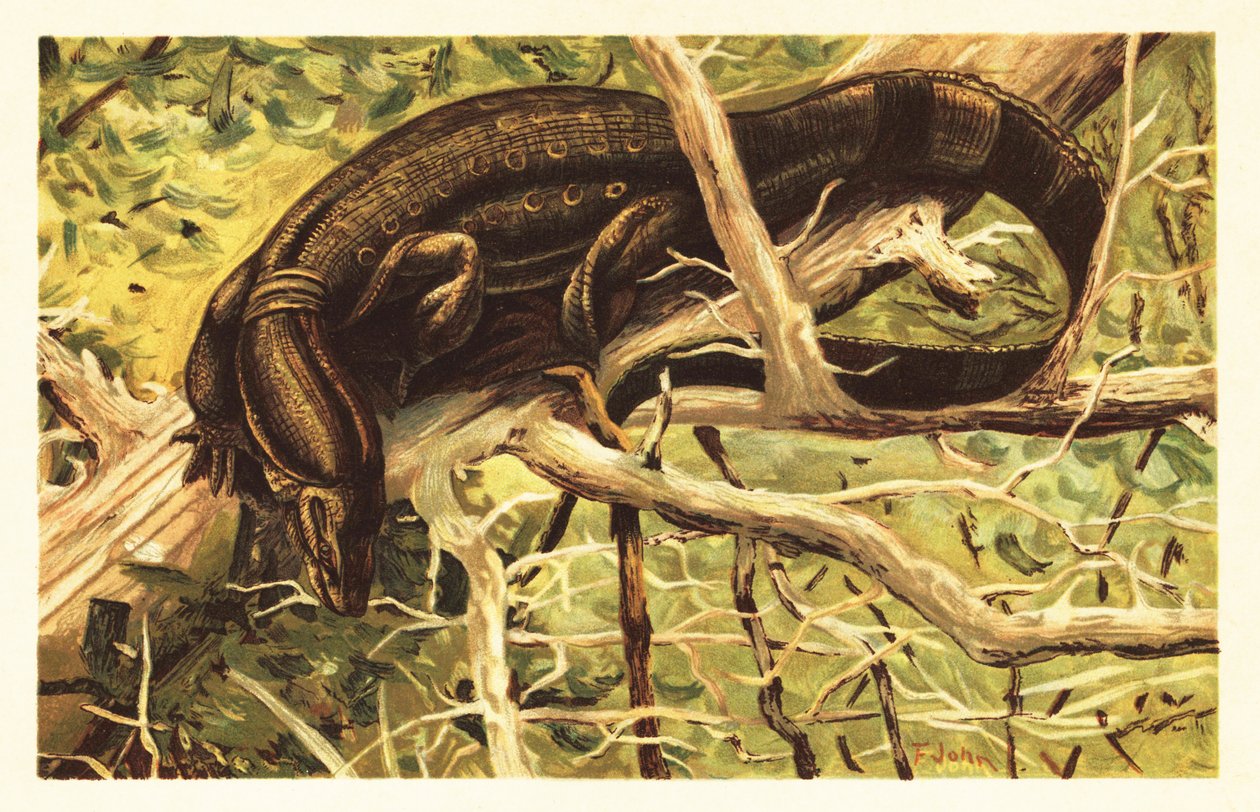 Vesimittarilisko, Varanus salvator. 1908 (litografia) tekijältä Unbekannter Künstler