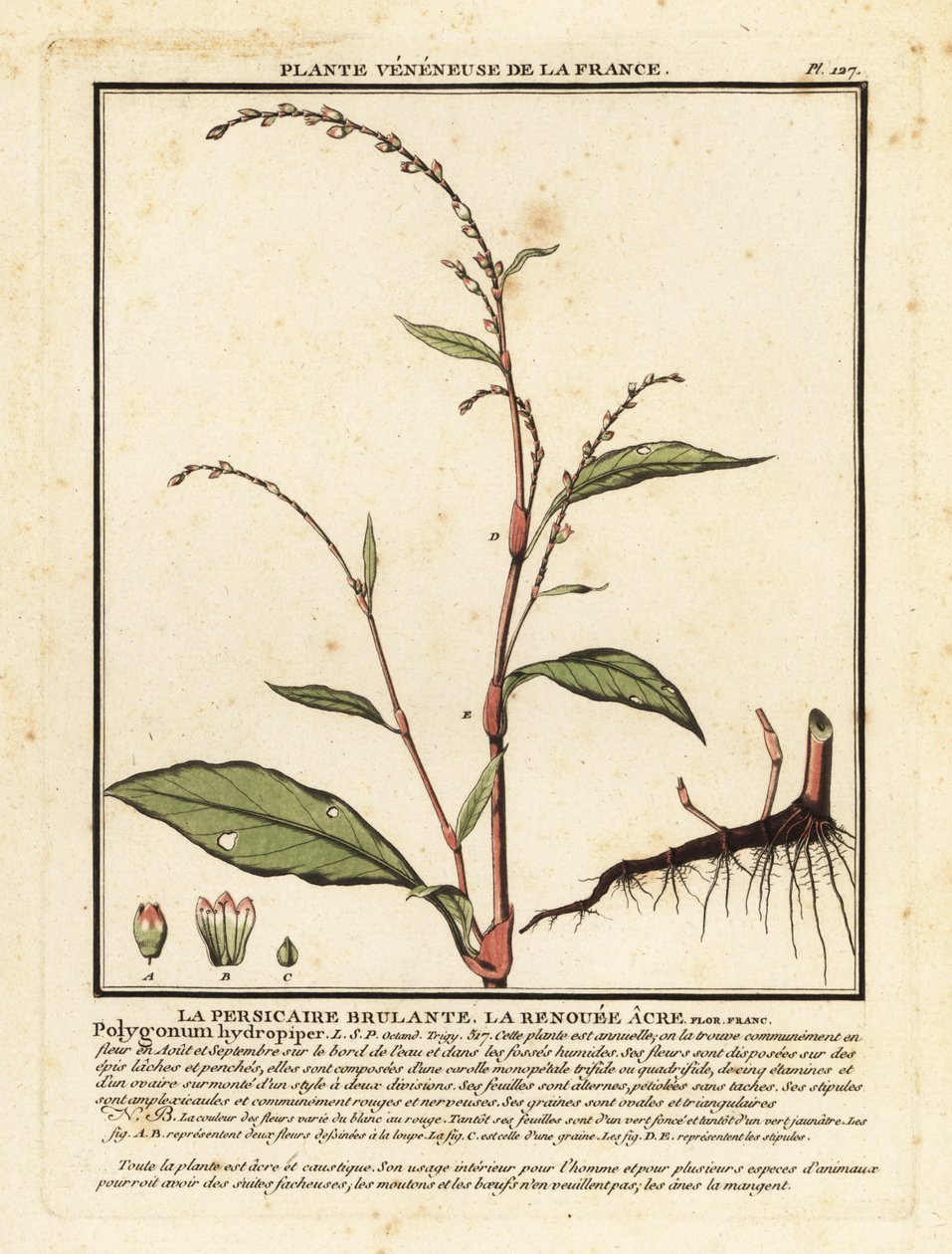 Vesipippuri, Persicaria hydropiper. tekijältä Unbekannter Künstler