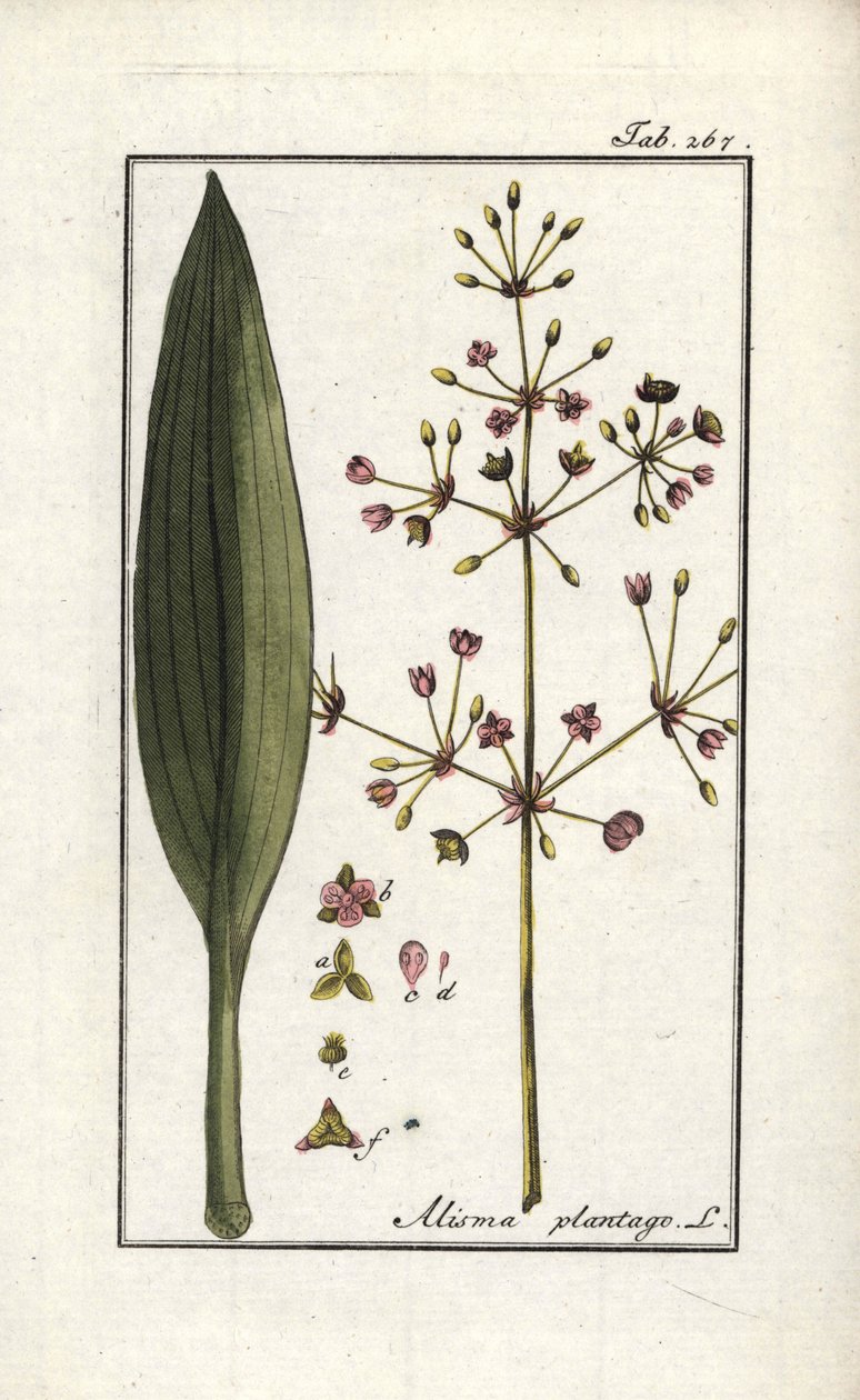 Vesi-artisokka (Alisma plantago-aquatica). Litografia Johannes Zornin (1739-1799) "Afbeelding der Artseny-Gewassen" (lääkekasvien herbaariosta), Alankomaat. tekijältä Unbekannter Künstler